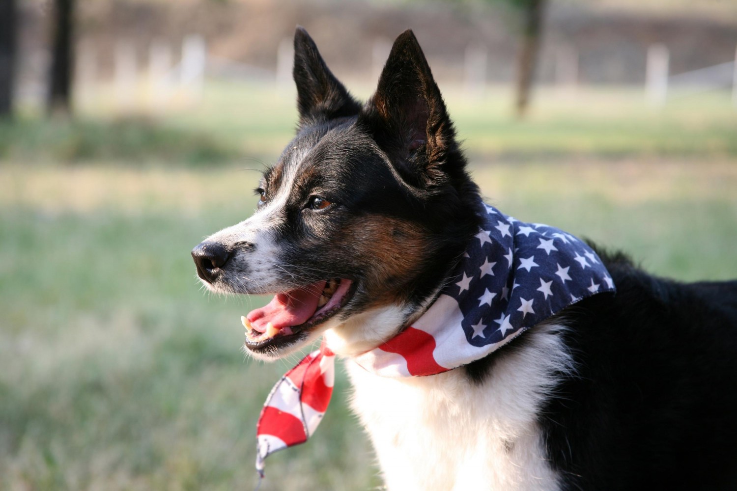 Dog Wearing United States Flag Bandana